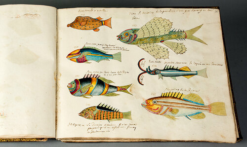 Aufgeschlagenes Buch.Auf der rechten Seite Fische aus dem Buch Die Fische der Molukken-Inseln. Im Jahr 1946 wurde das Buch vom Leine-Hochwasser beschädigt und kürzlich restauriert. 